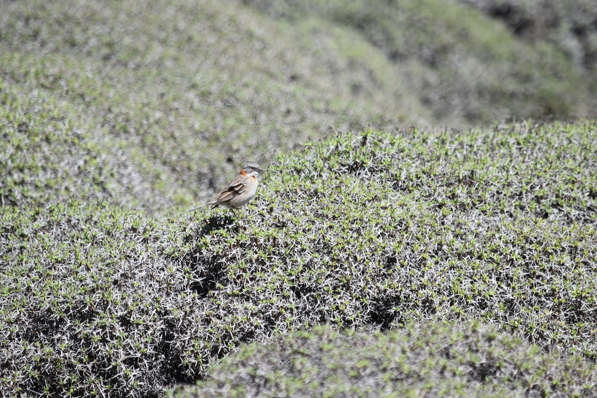 Rufous-collared Sparrow - ML610265167