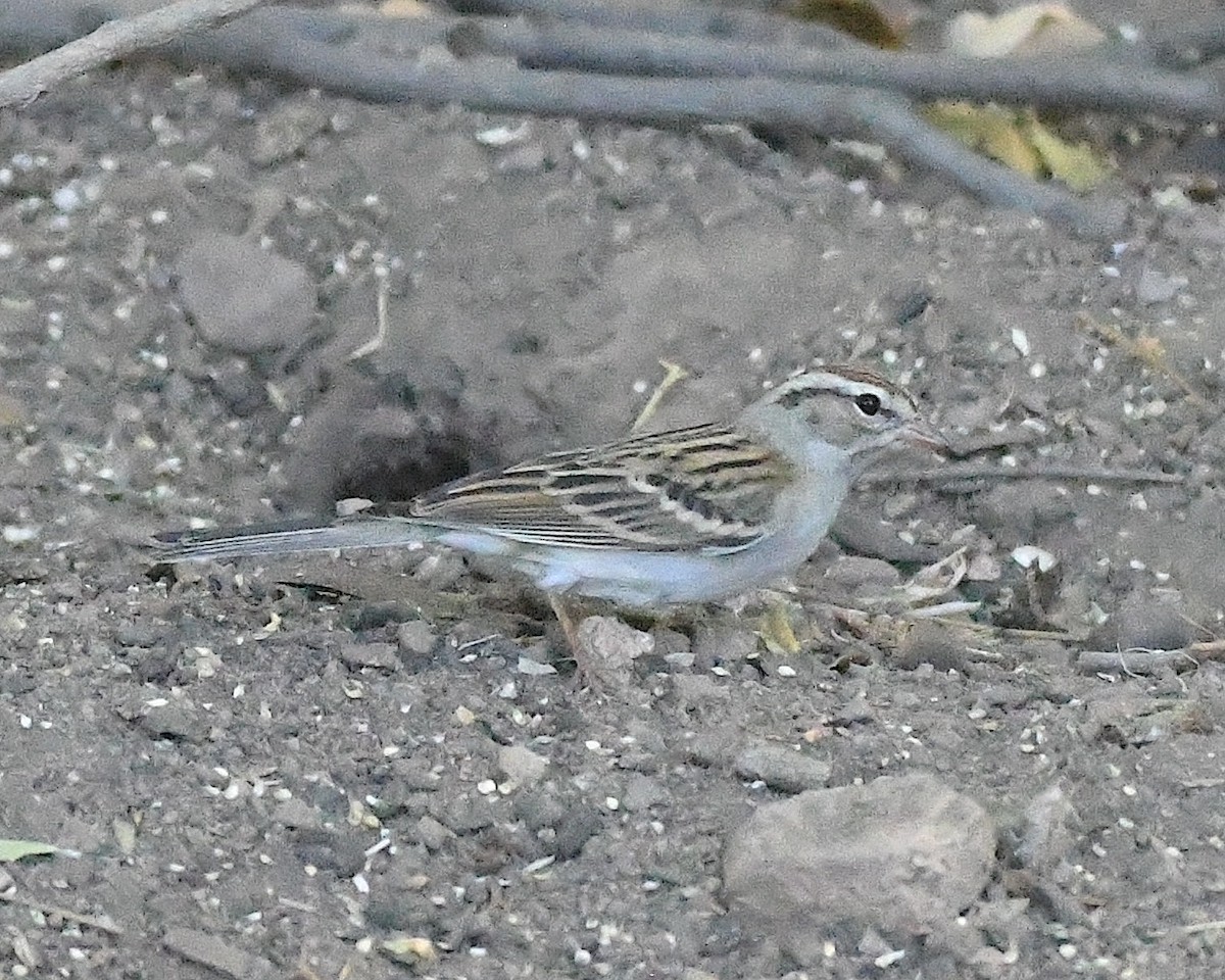 Chipping Sparrow - ML610265192