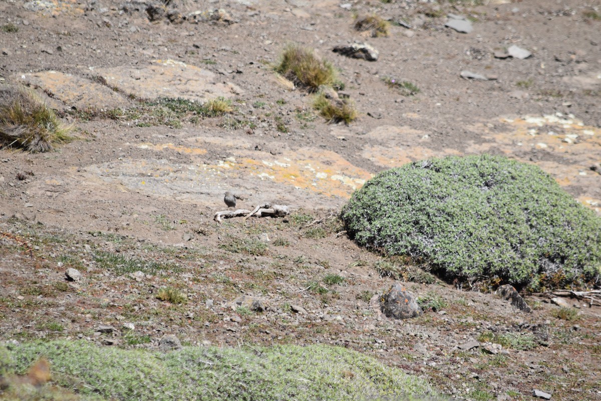 Plumbeous Sierra Finch - ML610265201