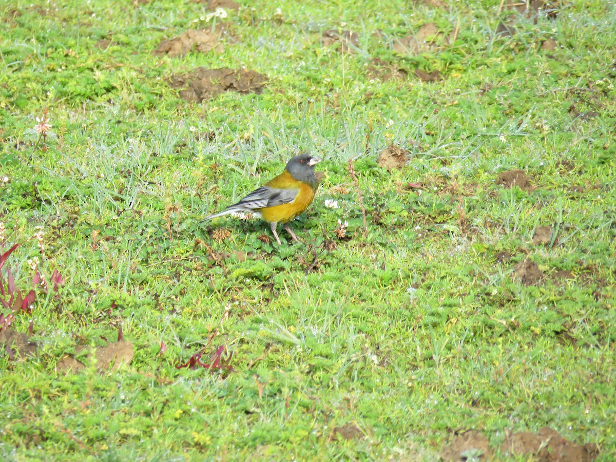 Peruvian Sierra Finch - ML61026521