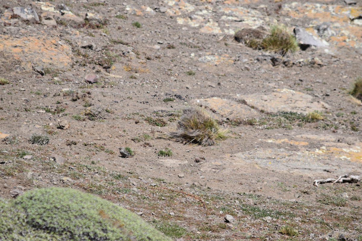 Plumbeous Sierra Finch - ML610265221