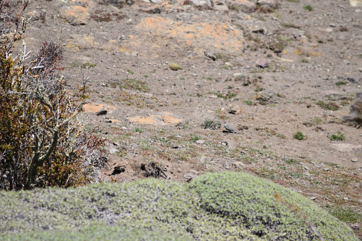 Scale-throated Earthcreeper - ML610265244