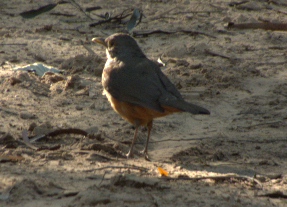 Rufous-bellied Thrush - ML610265247