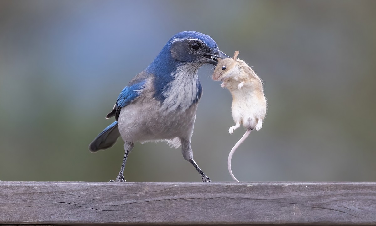 California Scrub-Jay - ML610265259