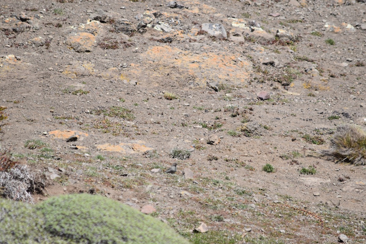 Plumbeous Sierra Finch - ML610265275