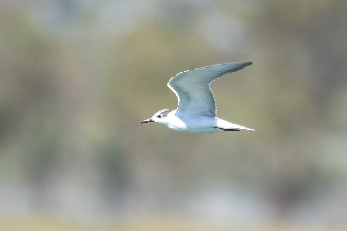 Whiskered Tern - ML610265294