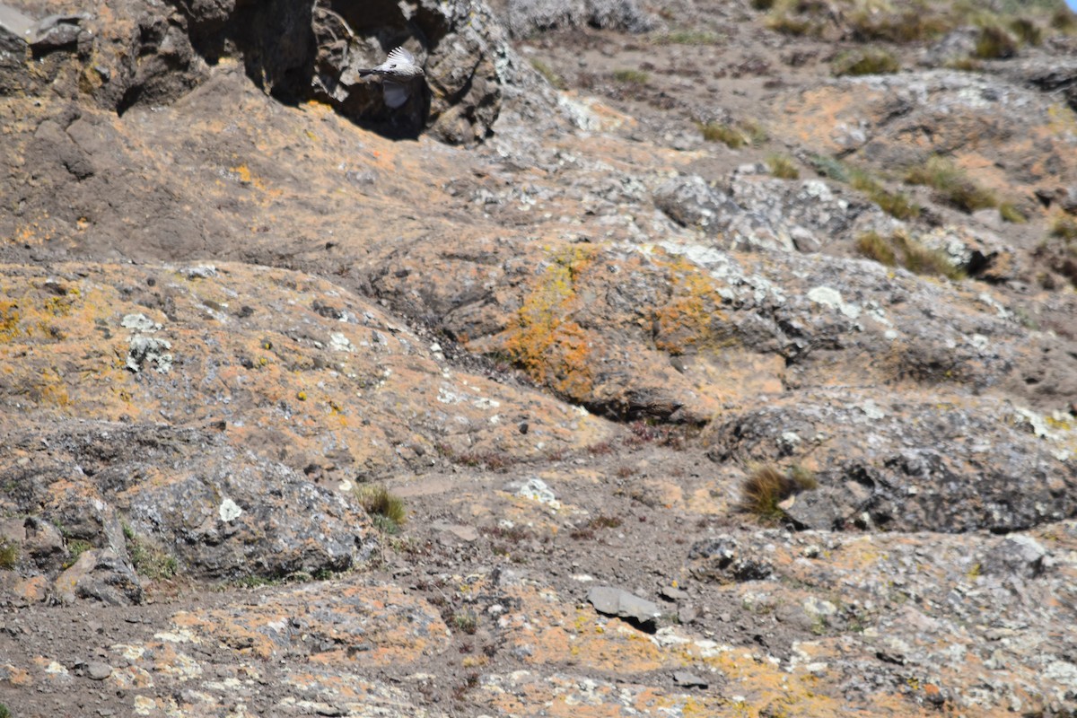 Plumbeous Sierra Finch - ML610265298
