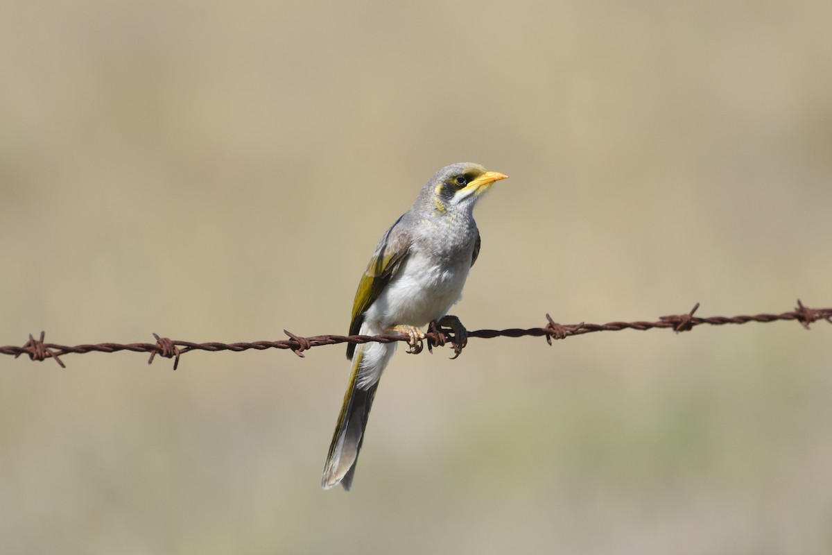 Yellow-throated Miner - ML610265307