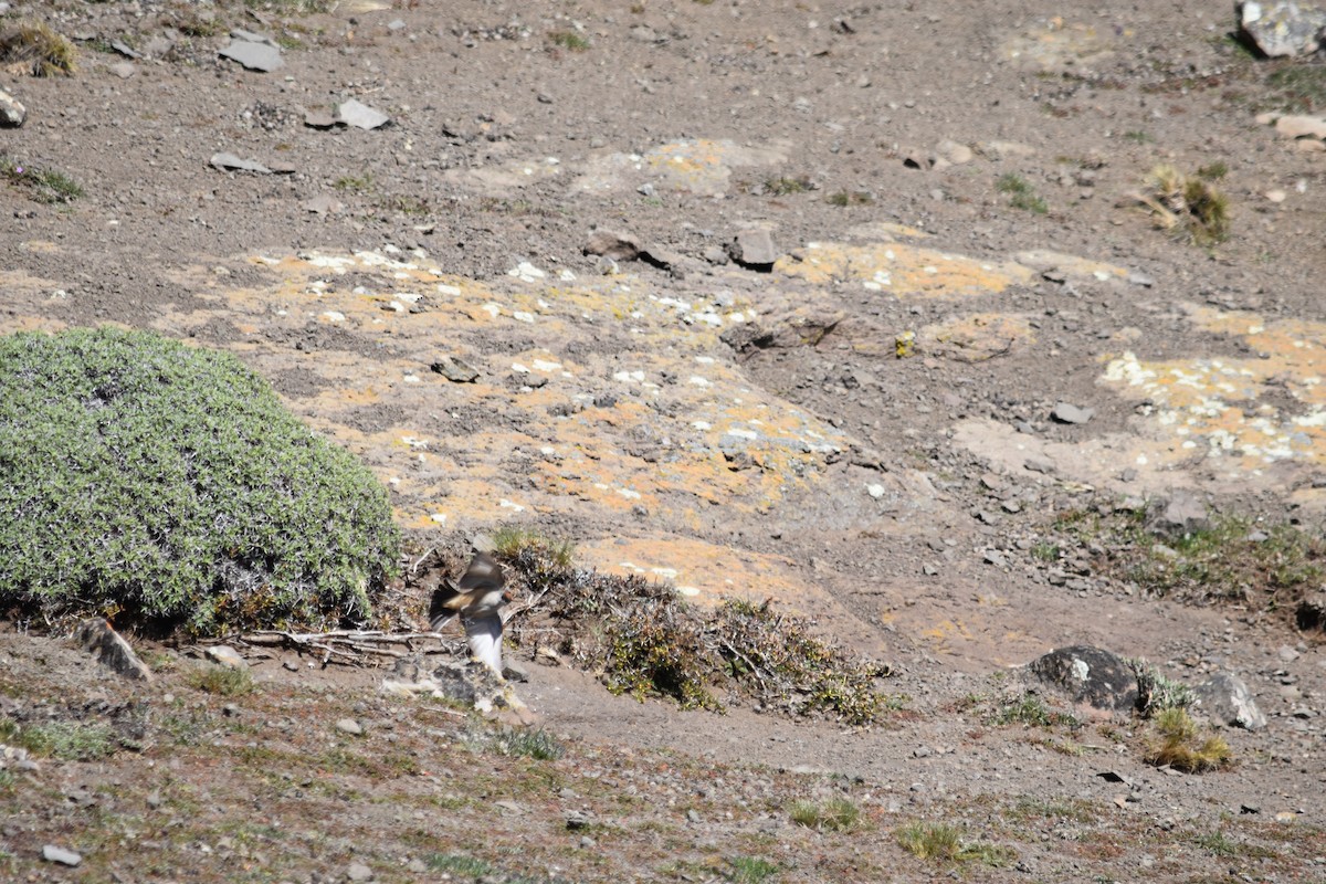 Cinnamon-bellied Ground-Tyrant - ML610265335
