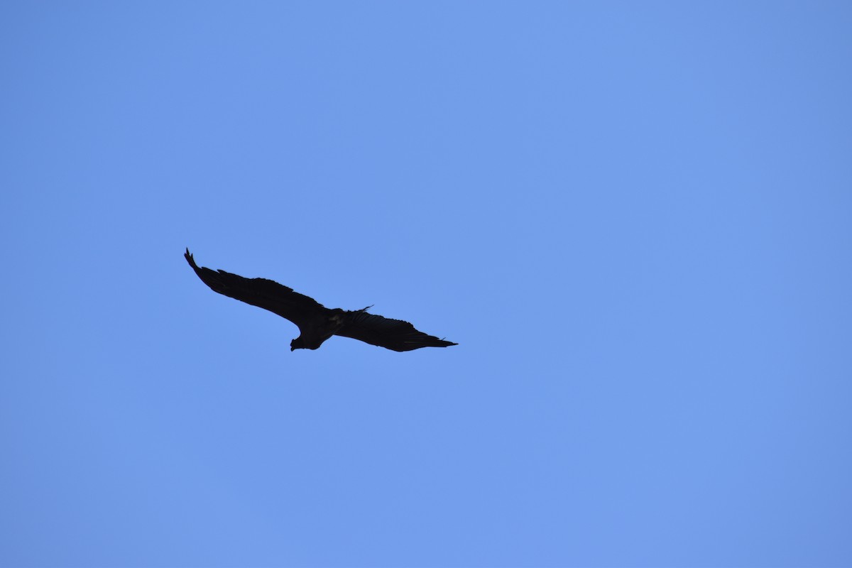 Andean Condor - ML610265360