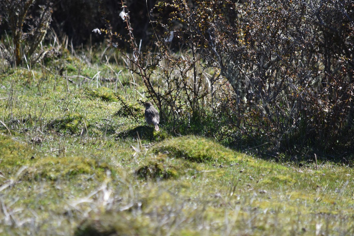 Rufous-tailed Plantcutter - ML610265476