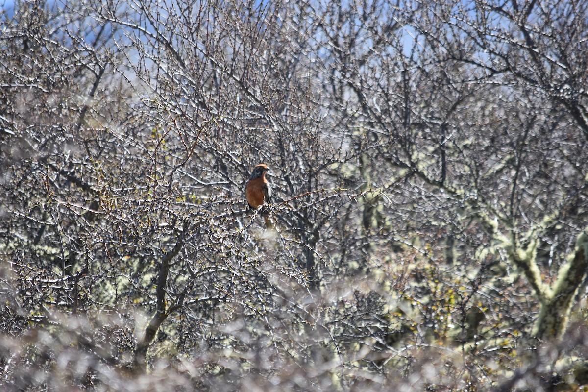Rufous-tailed Plantcutter - ML610265485