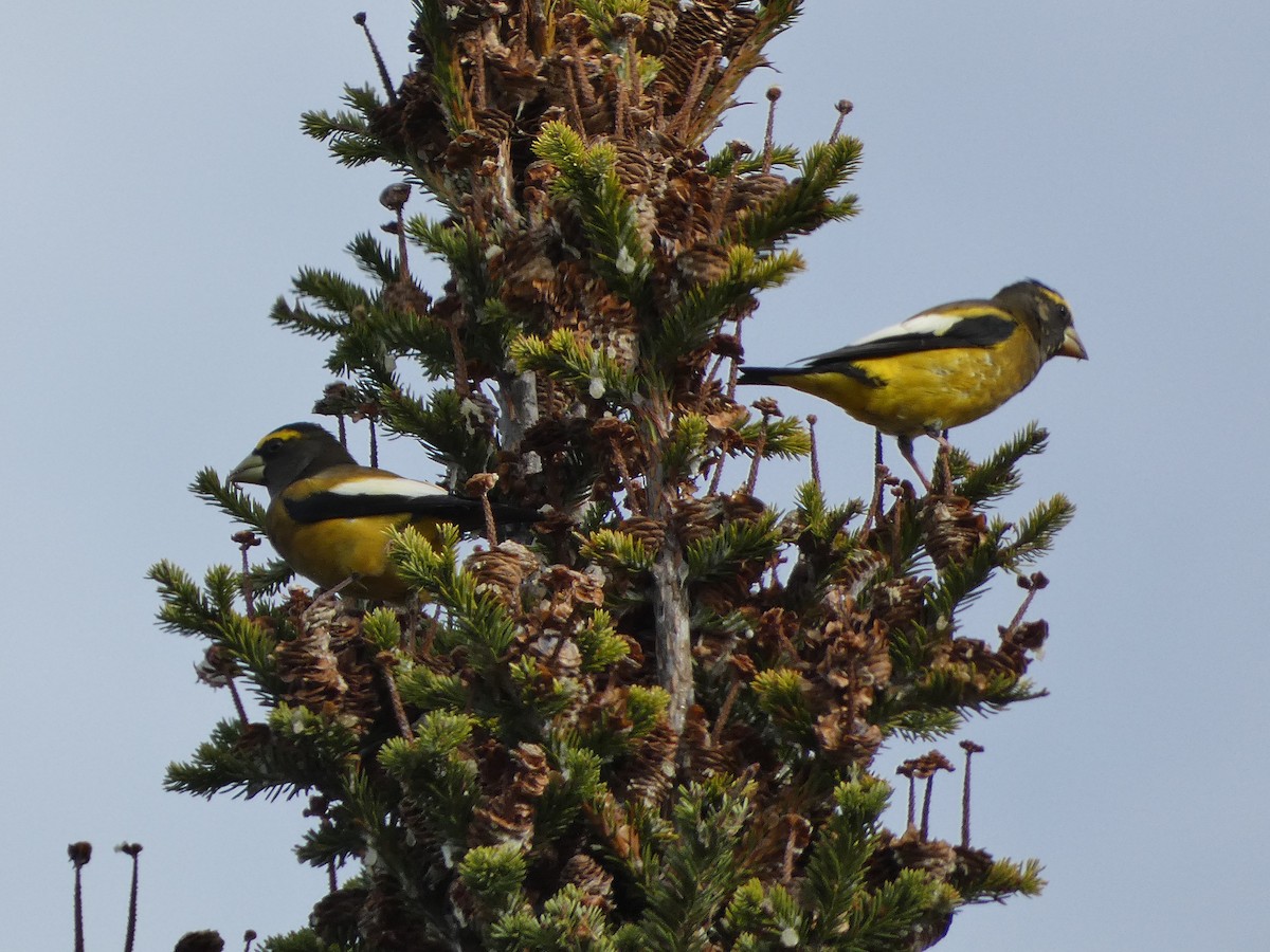 Evening Grosbeak - ML610265524