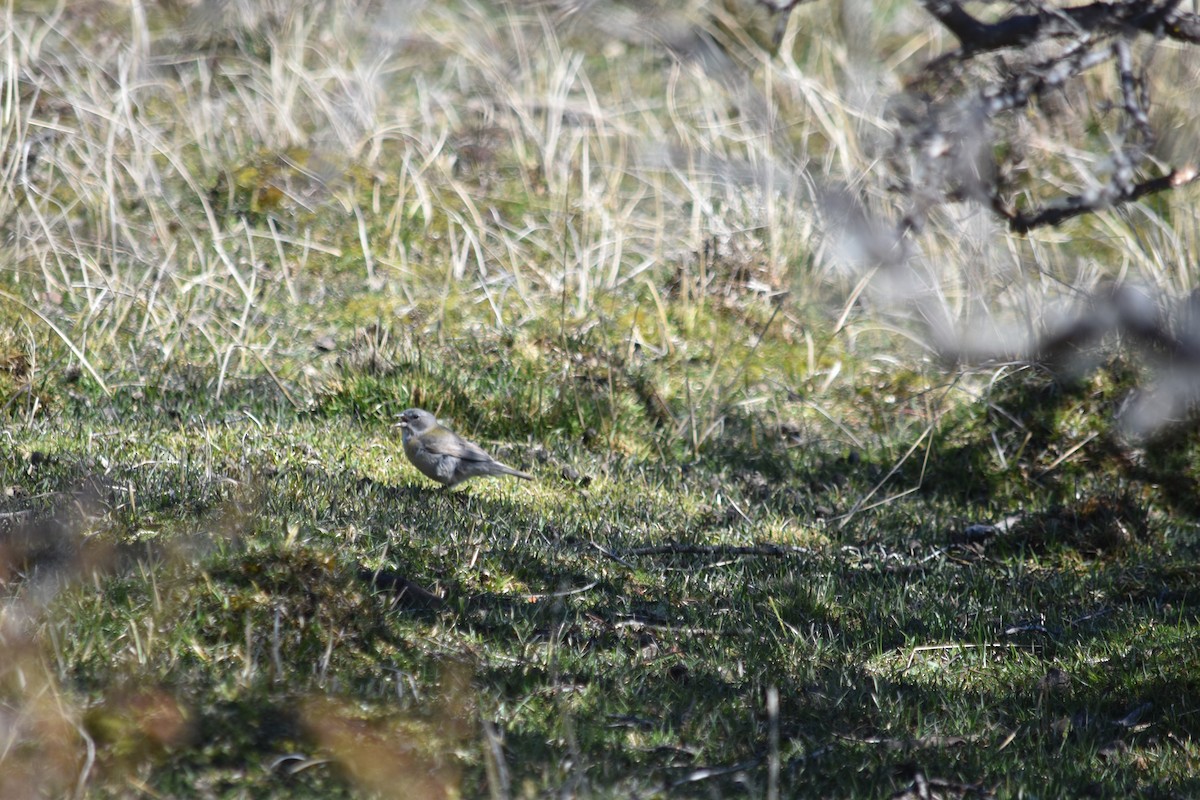 Gray-hooded Sierra Finch - ML610265525