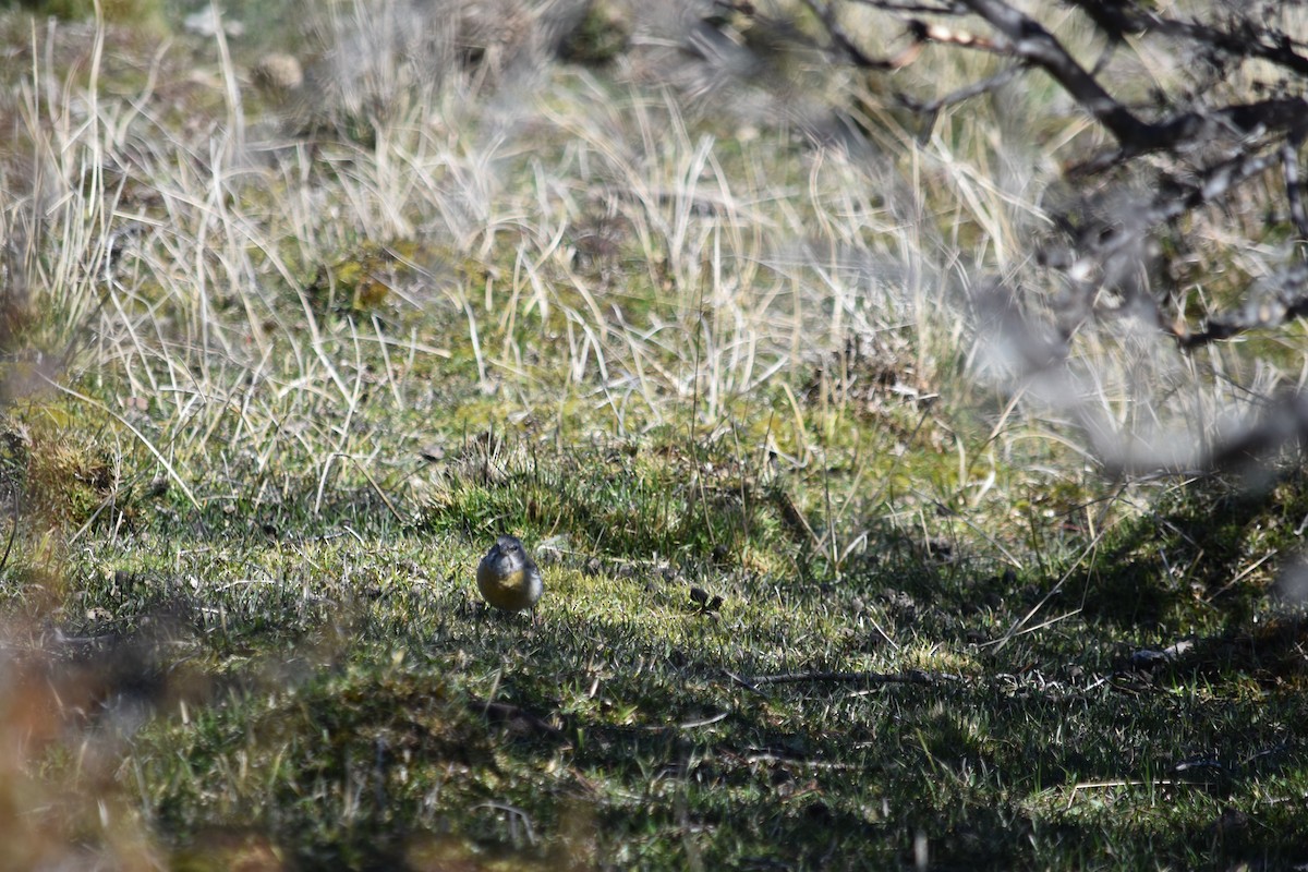 Gray-hooded Sierra Finch - ML610265529