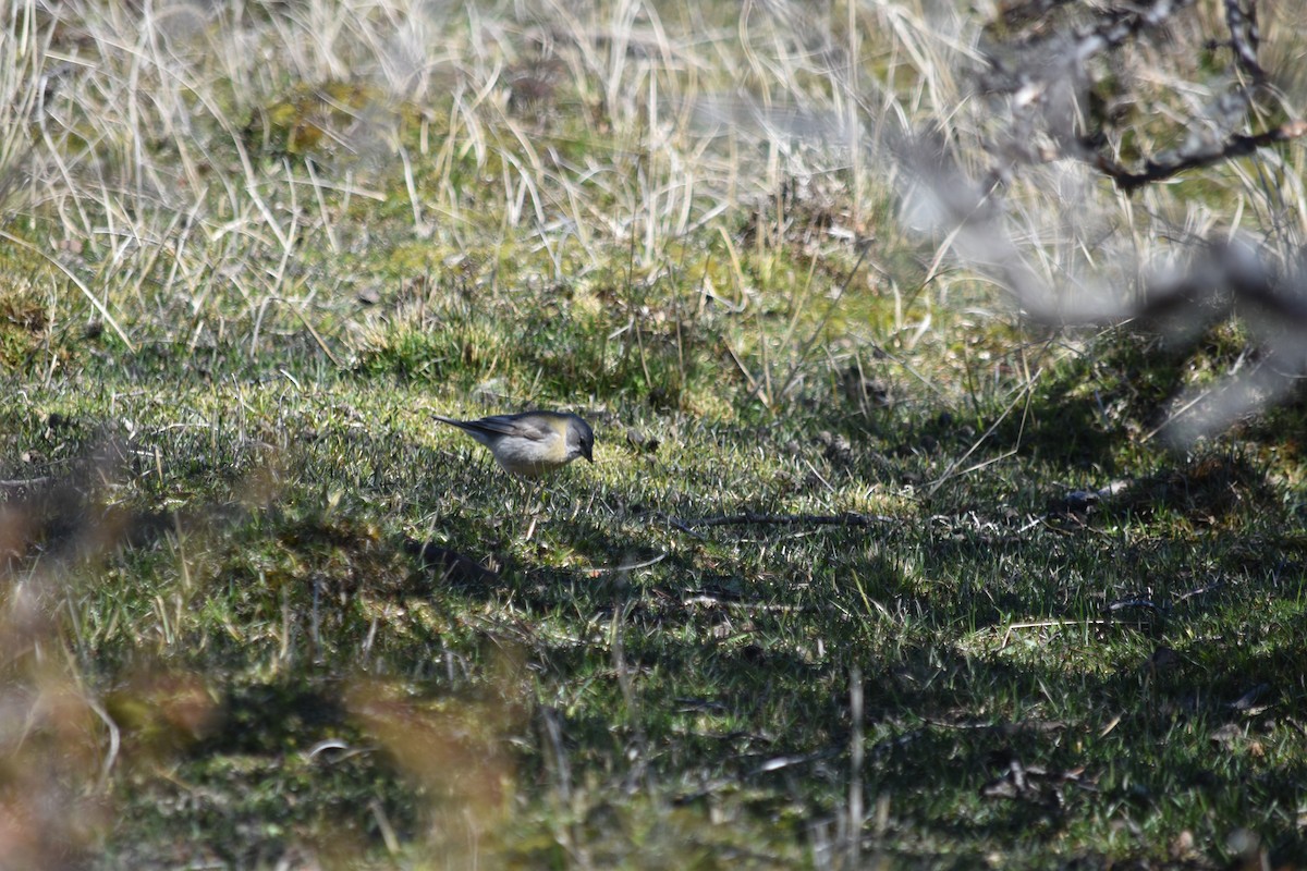 Gray-hooded Sierra Finch - ML610265532