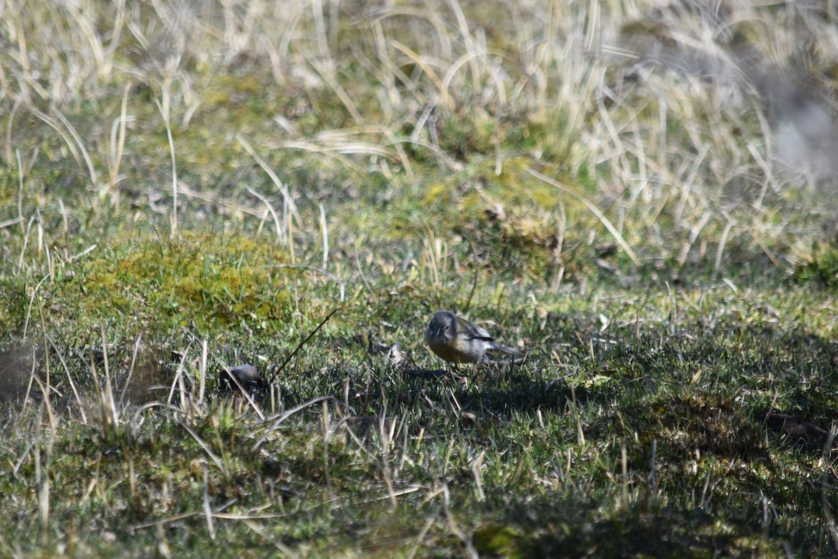 Gray-hooded Sierra Finch - ML610265540