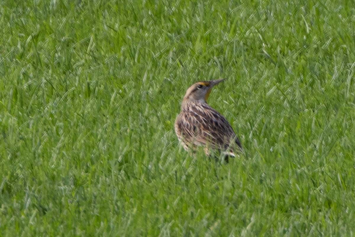 Eastern Meadowlark - ML610265544