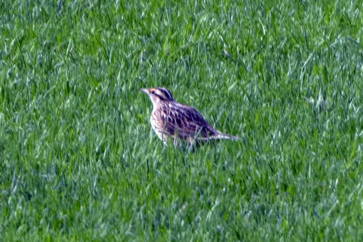 Eastern Meadowlark - ML610265545