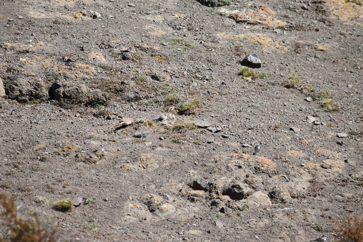 Scale-throated Earthcreeper - ML610265565