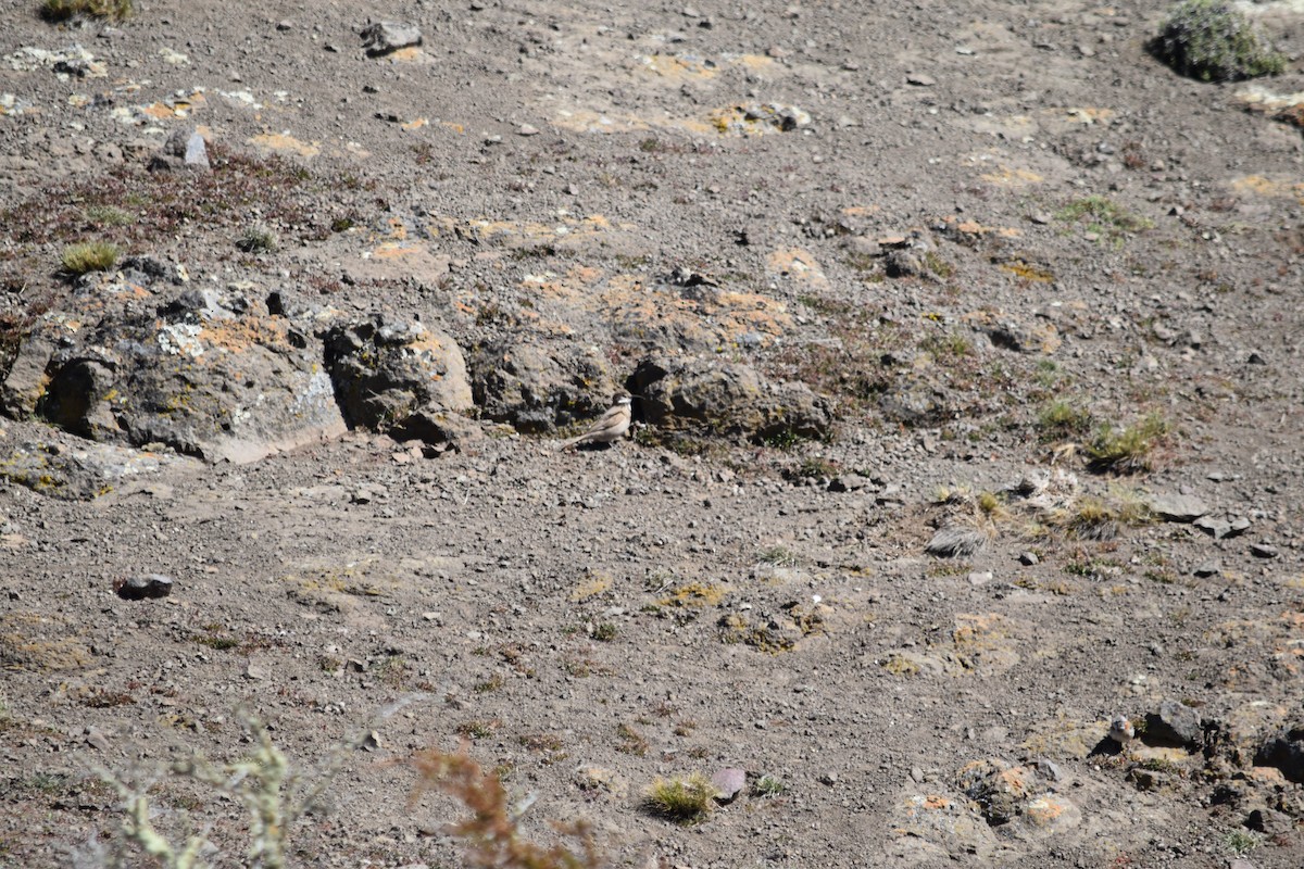 Scale-throated Earthcreeper - ML610265576