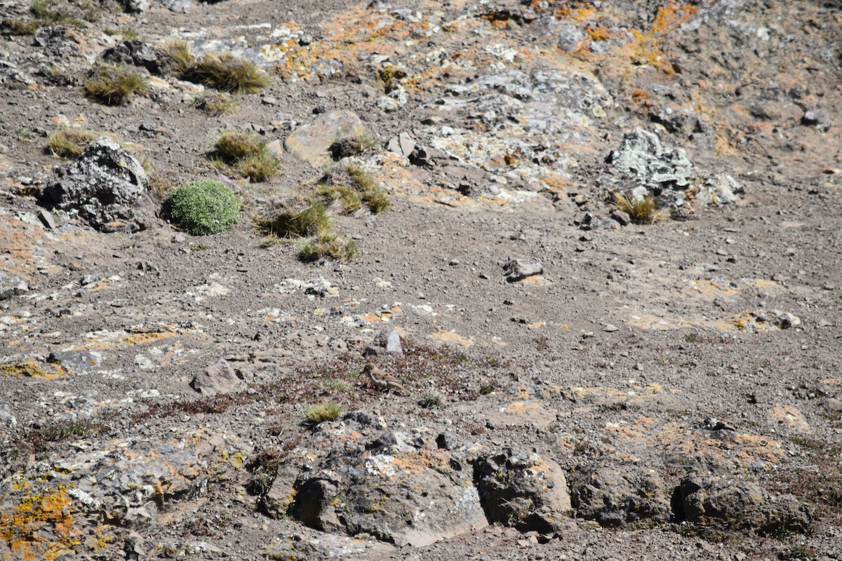 Scale-throated Earthcreeper - ML610265585