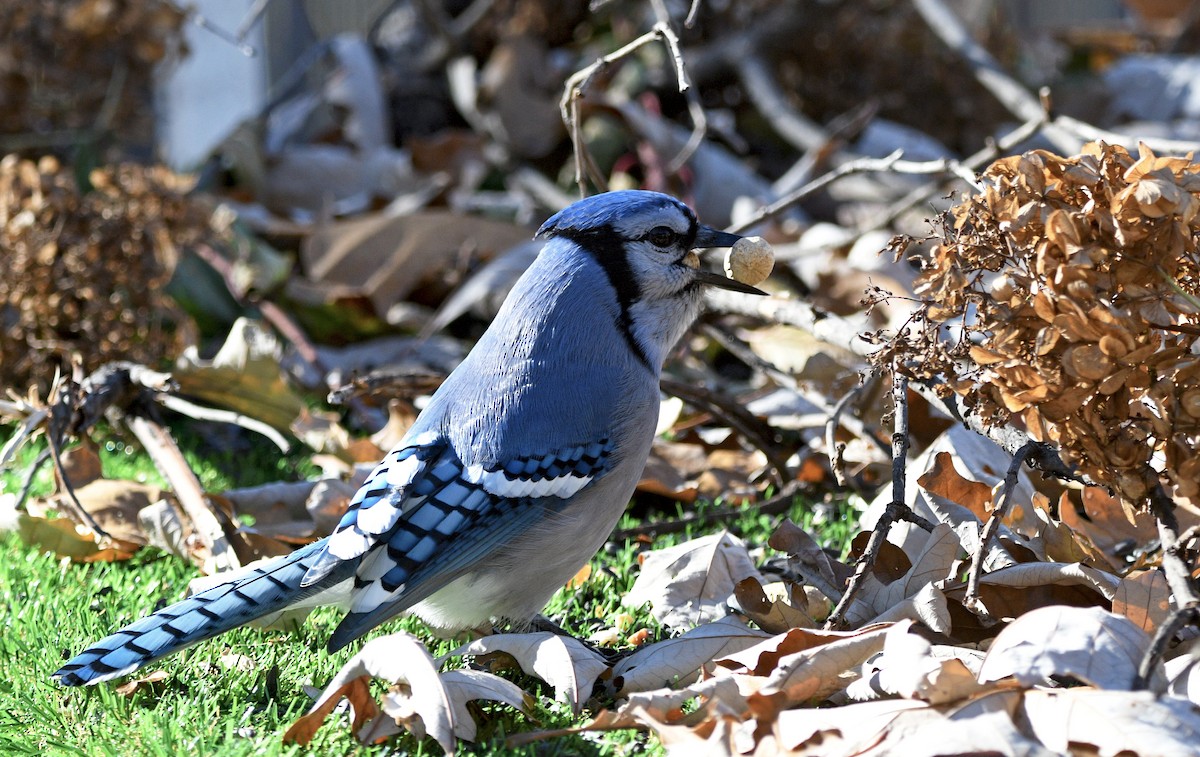 Blue Jay - ML610265589