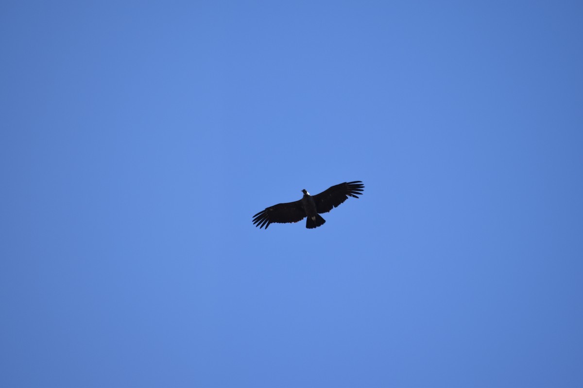 Andean Condor - ML610265601