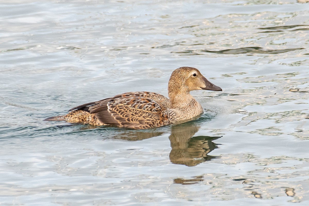 Eider à tête grise - ML610265610