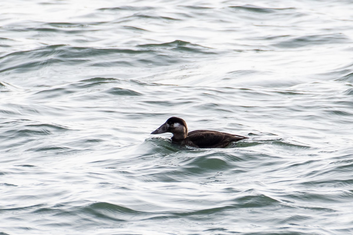 Surf Scoter - Kari Freiboth