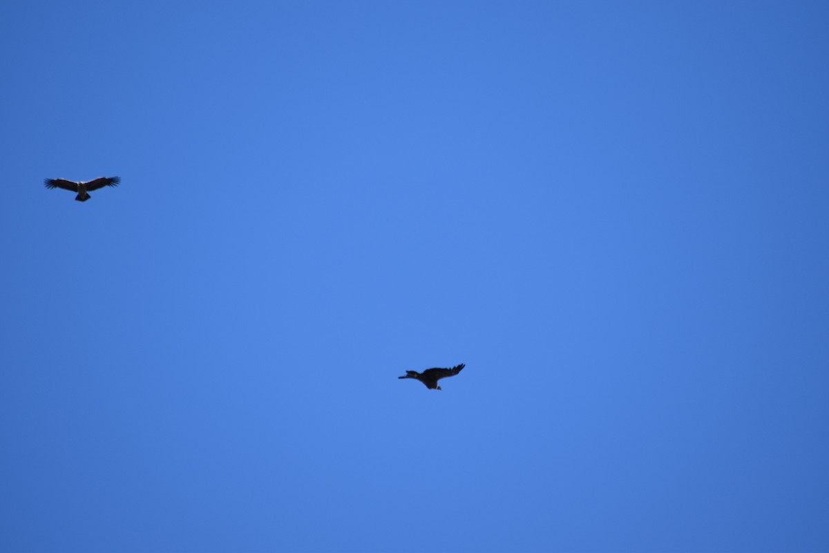 Andean Condor - ML610265627