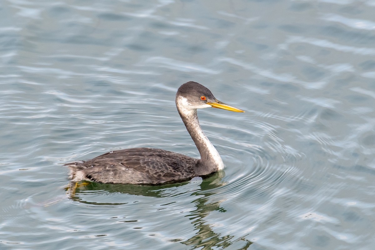 Western Grebe - Kari Freiboth