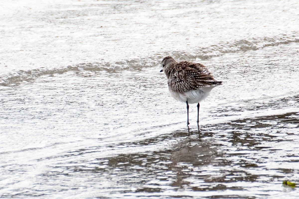 Black-bellied Plover - Kari Freiboth