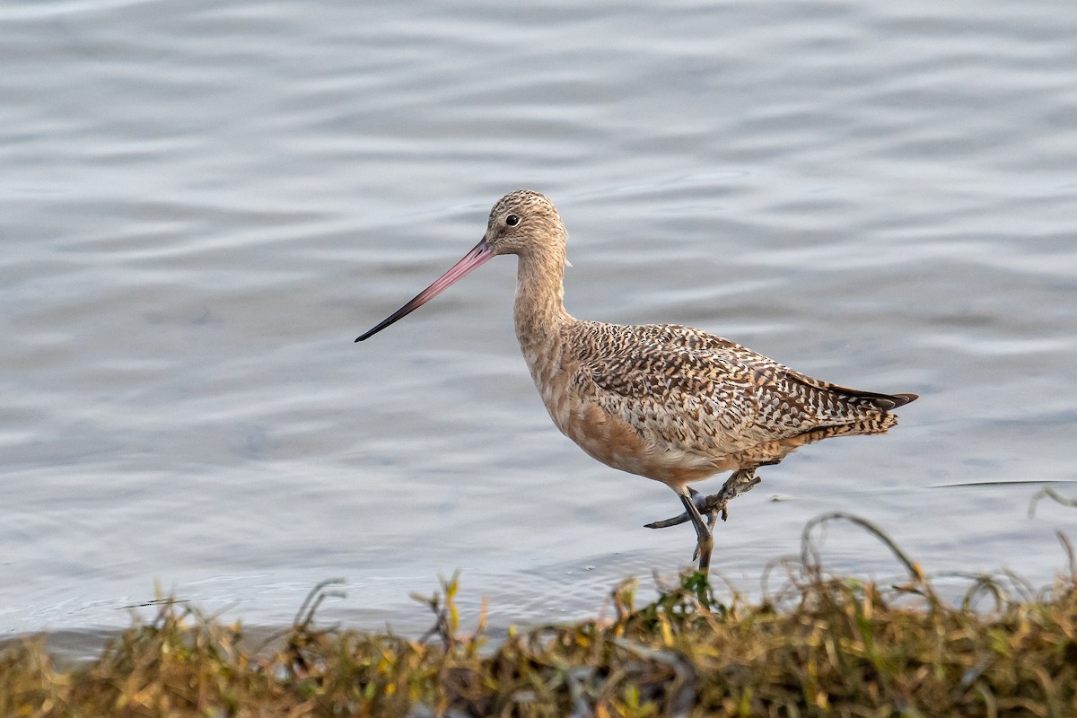 Marbled Godwit - Kari Freiboth