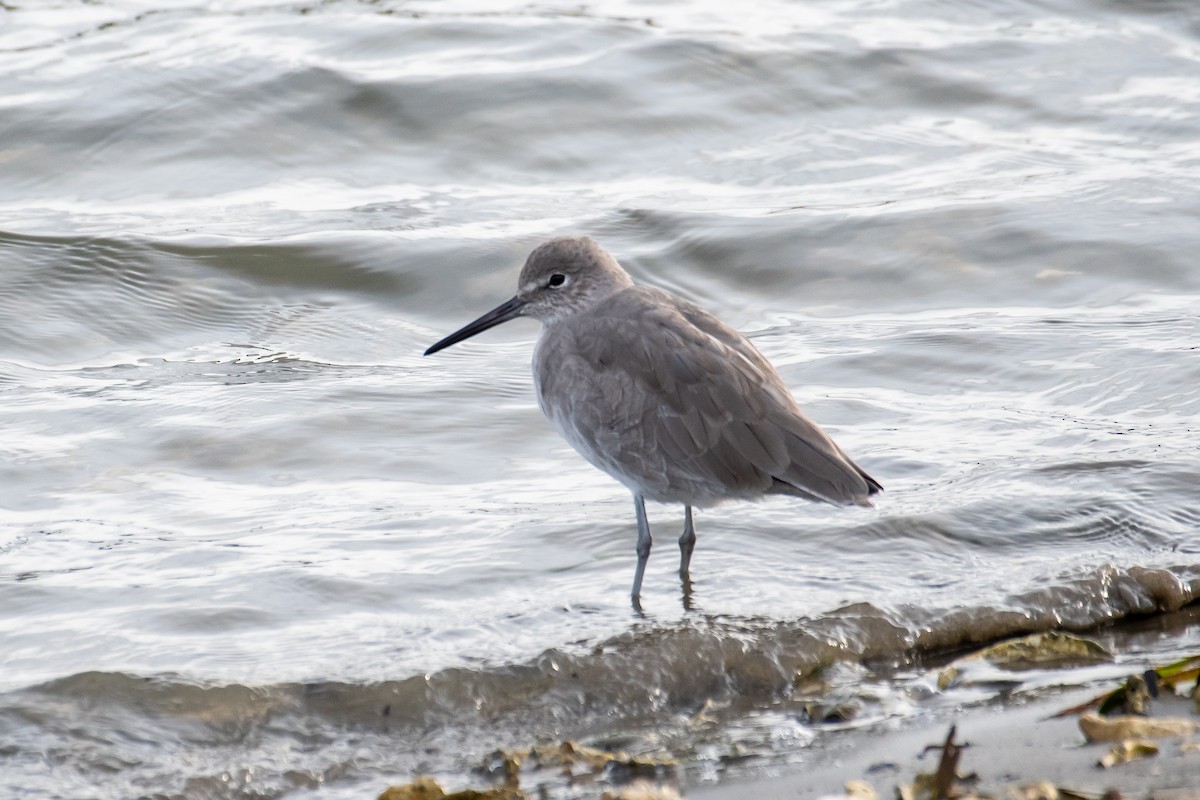 Willet - Kari Freiboth