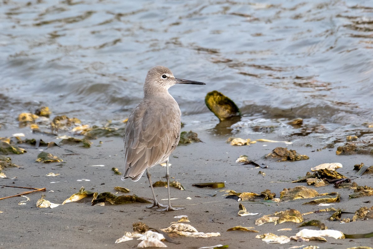 Willet - Kari Freiboth