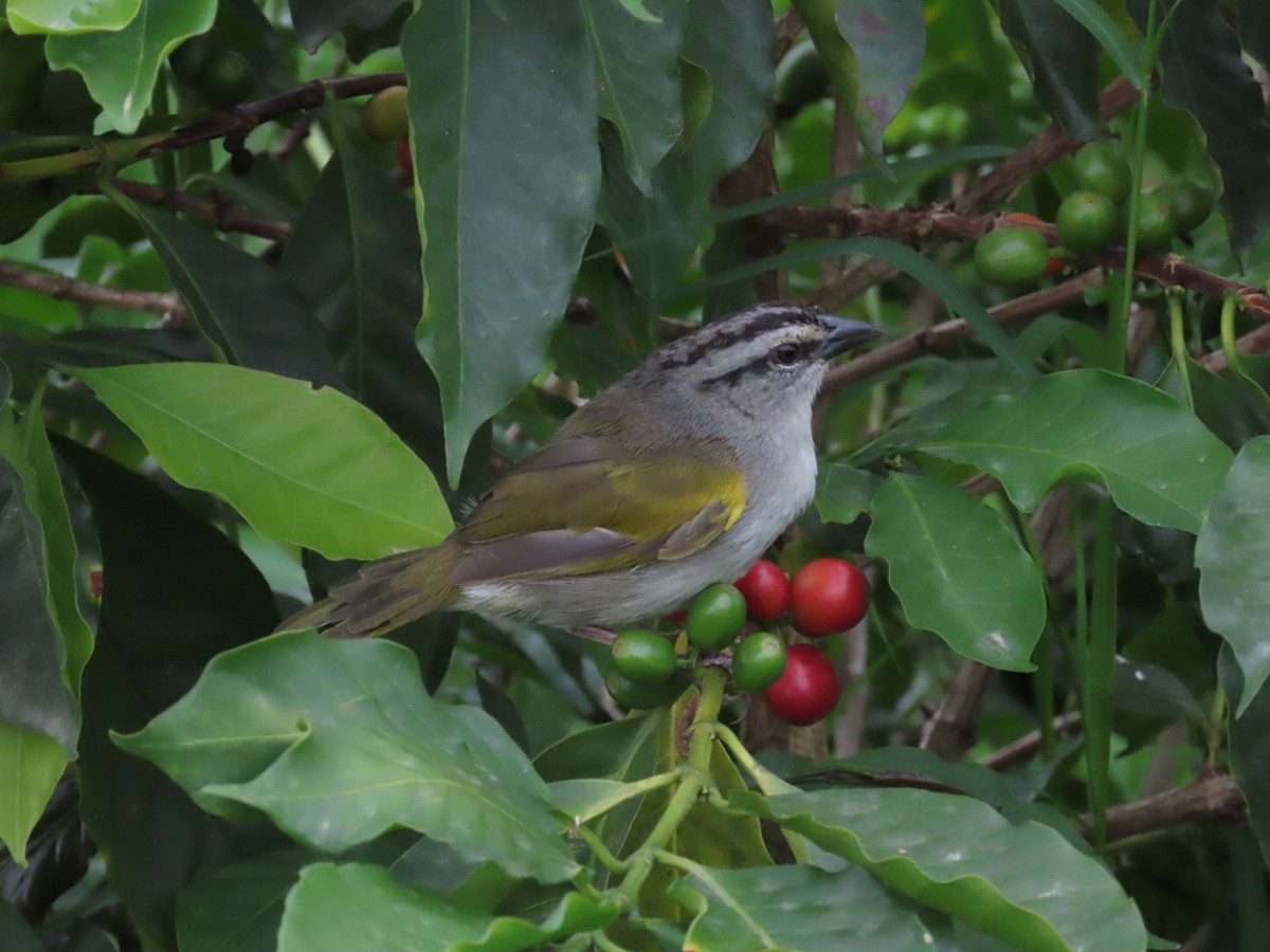 Black-striped Sparrow - ML610265712