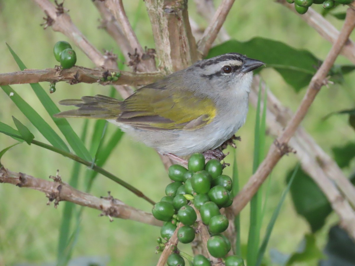 Black-striped Sparrow - ML610265713