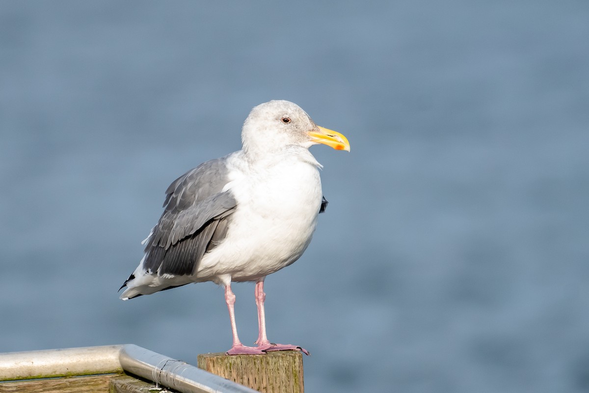 Western Gull - Kari Freiboth