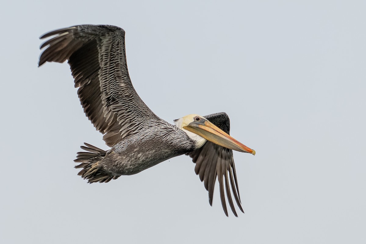 Brown Pelican - Kari Freiboth