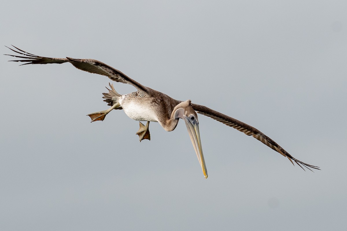Brown Pelican - Kari Freiboth