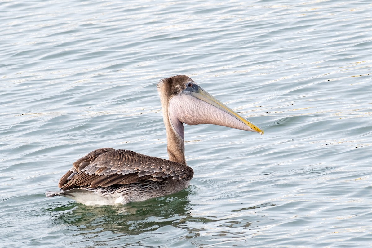 Brown Pelican - ML610265761