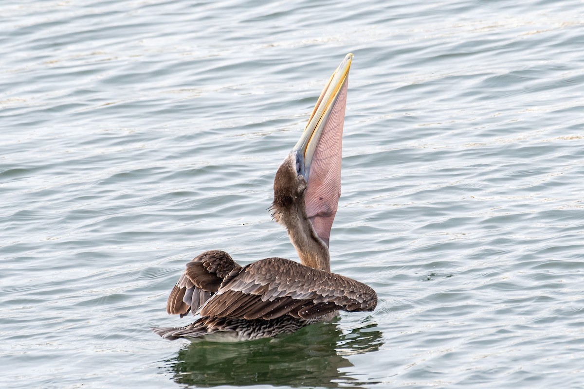 Brown Pelican - ML610265762