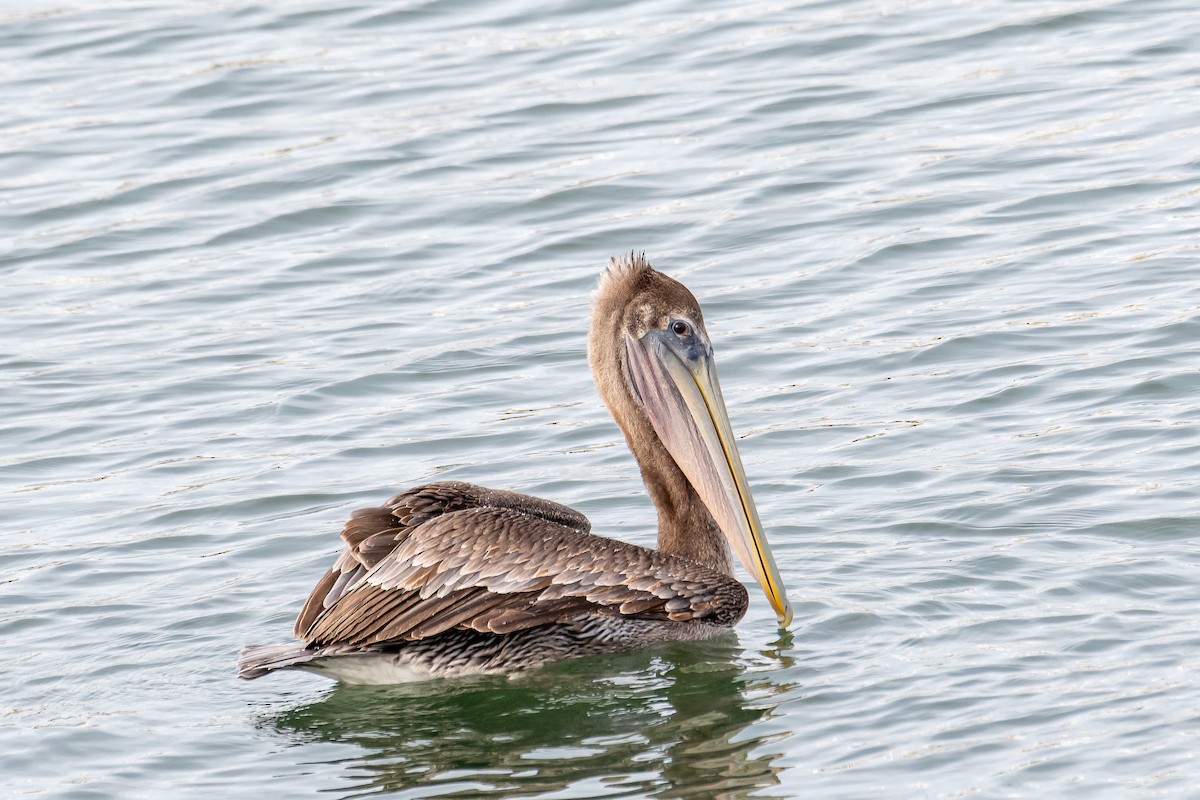 Brown Pelican - Kari Freiboth