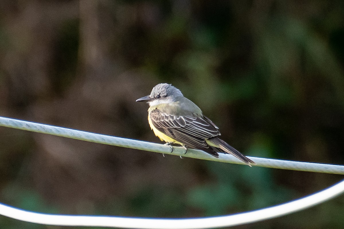 Tropical Kingbird - Kari Freiboth