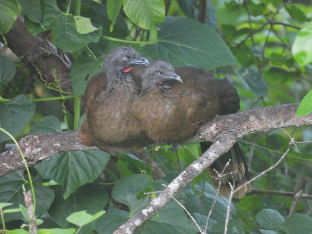 Plain Chachalaca - ML610265807