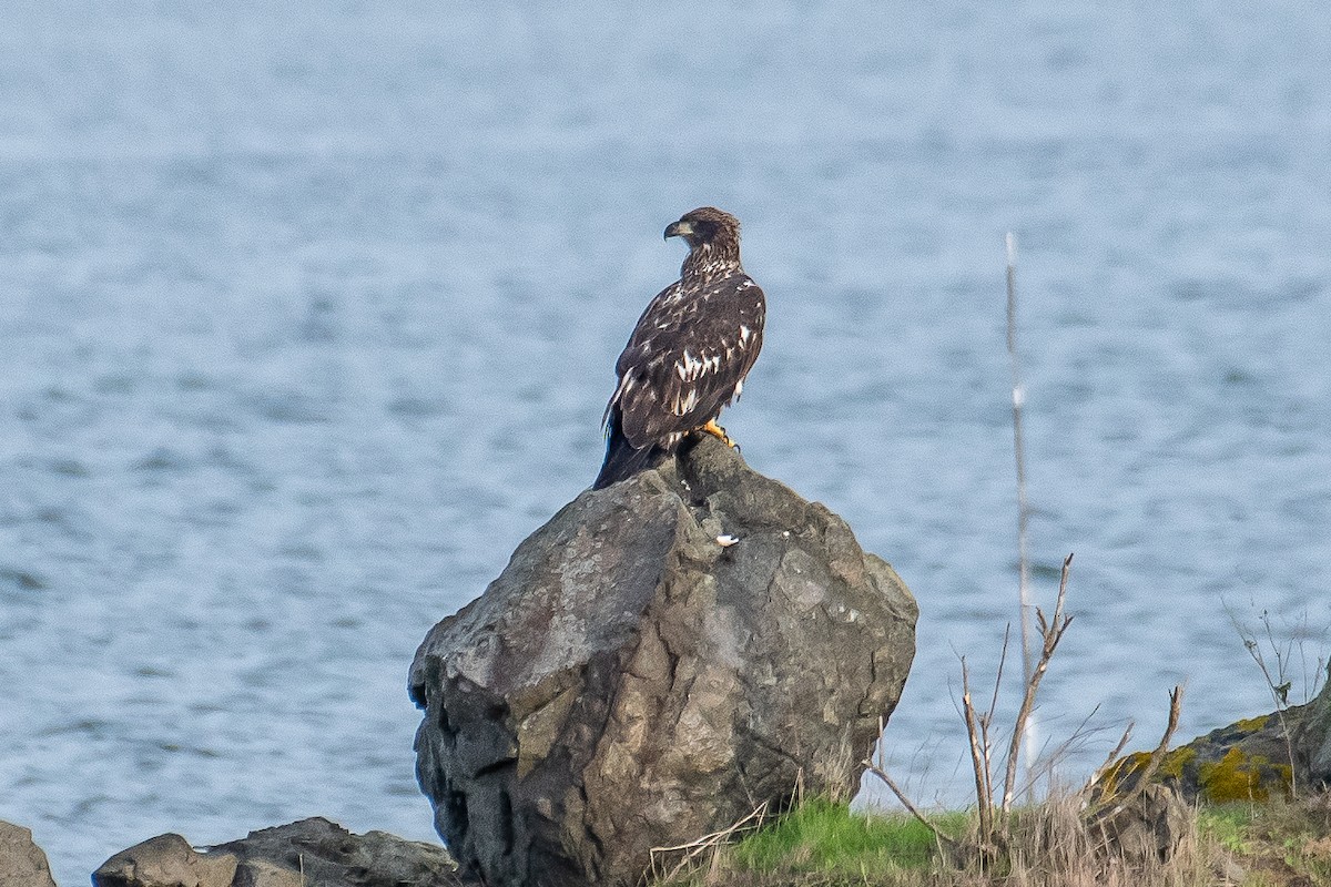 Bald Eagle - Kari Freiboth