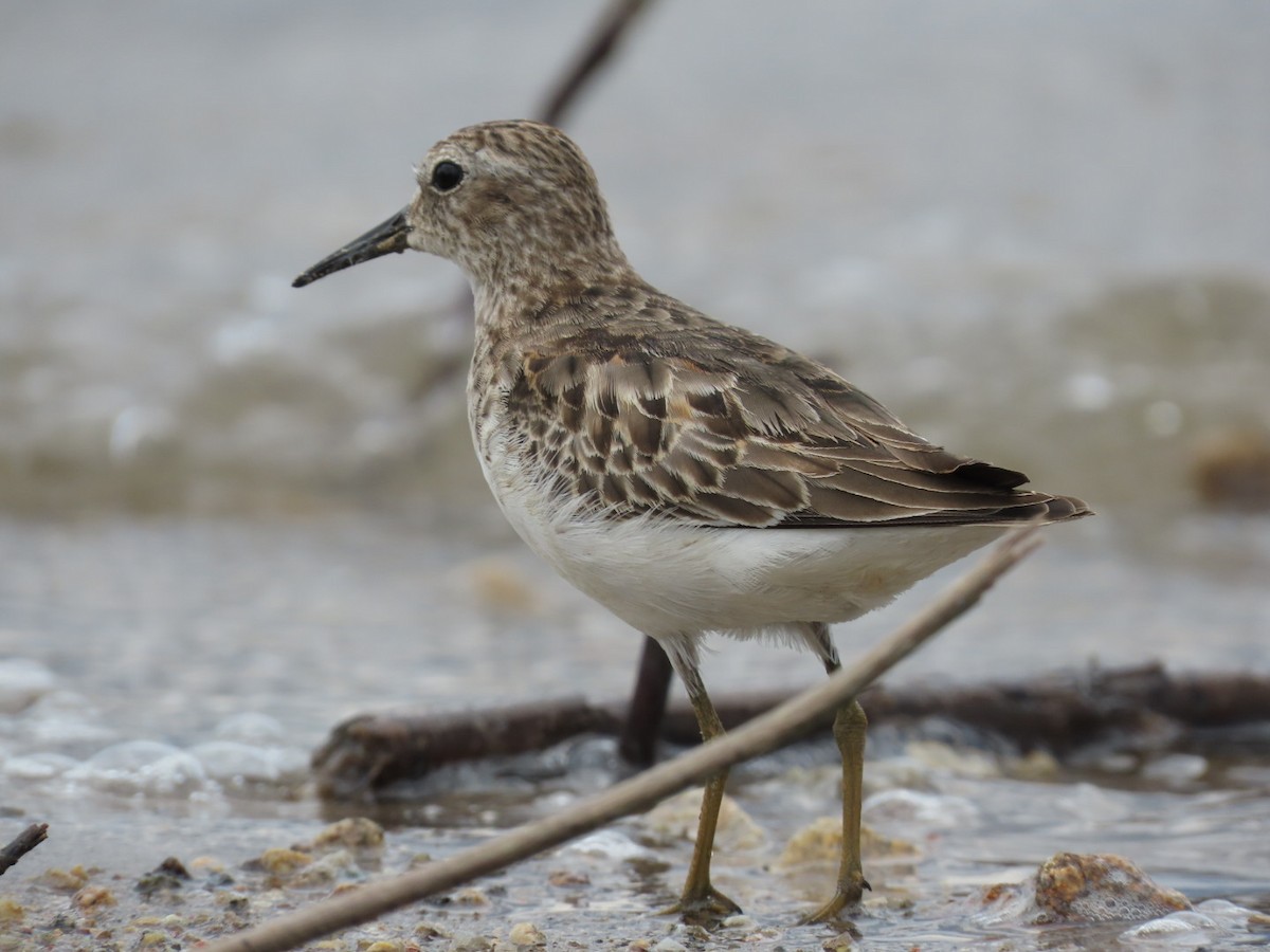Least Sandpiper - ML610265871