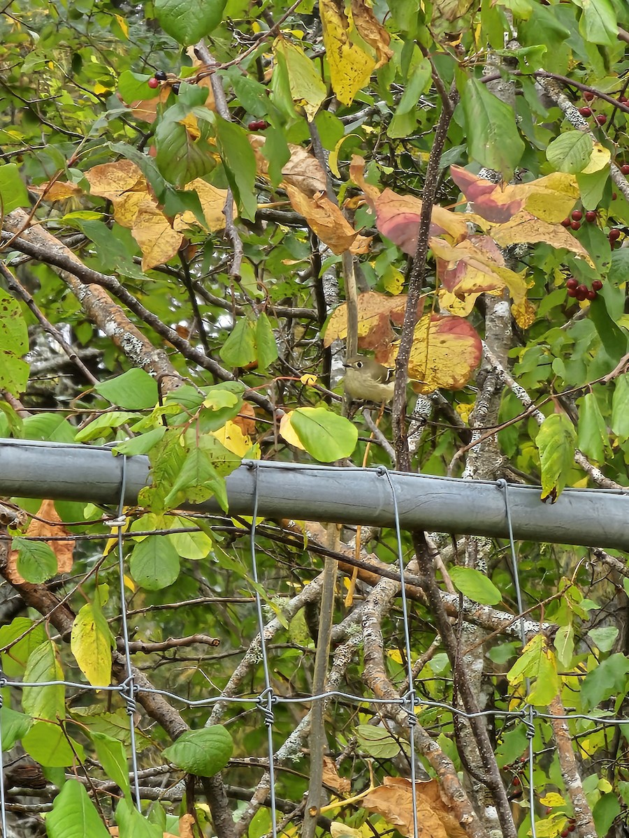 Ruby-crowned Kinglet - ML610265900
