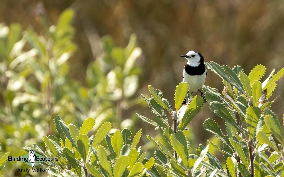 White-fronted Chat - ML610266052